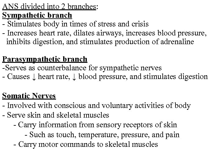 ANS divided into 2 branches: Sympathetic branch - Stimulates body in times of stress