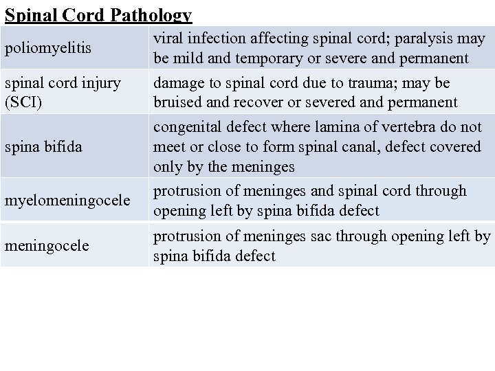 Spinal Cord Pathology poliomyelitis viral infection affecting spinal cord; paralysis may be mild and