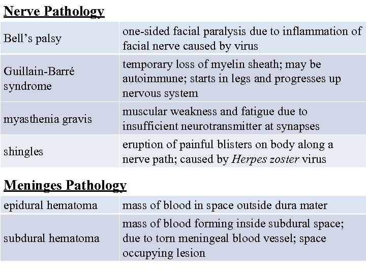 Nerve Pathology Bell’s palsy one-sided facial paralysis due to inflammation of facial nerve caused