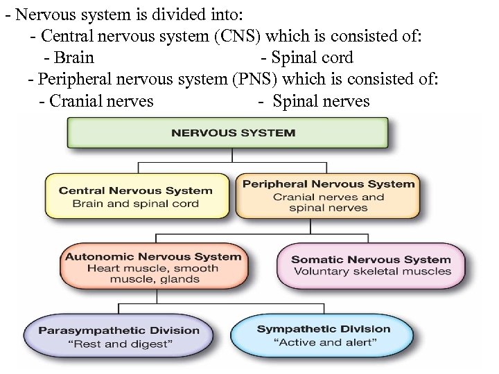 - Nervous system is divided into: - Central nervous system (CNS) which is consisted