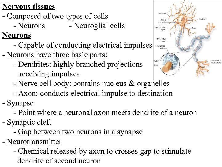 Nervous tissues - Composed of two types of cells - Neurons - Neuroglial cells