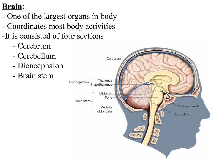 Brain: - One of the largest organs in body - Coordinates most body activities