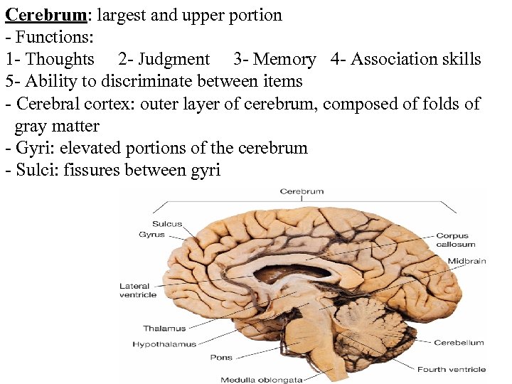 Cerebrum: largest and upper portion - Functions: 1 - Thoughts 2 - Judgment 3