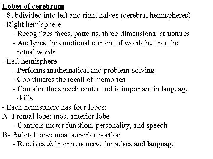 Lobes of cerebrum - Subdivided into left and right halves (cerebral hemispheres) - Right