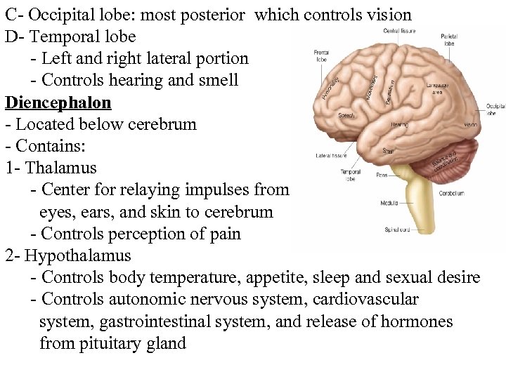 C- Occipital lobe: most posterior which controls vision D- Temporal lobe - Left and