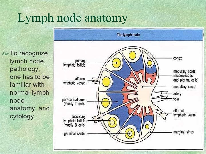 shotty periportal lymph nodes