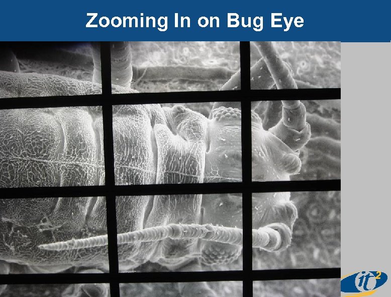 Zooming In on Bug Eye 