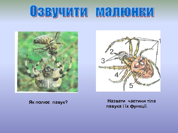 Як полює павук? Назвати частини тіла павука і їх функції. 