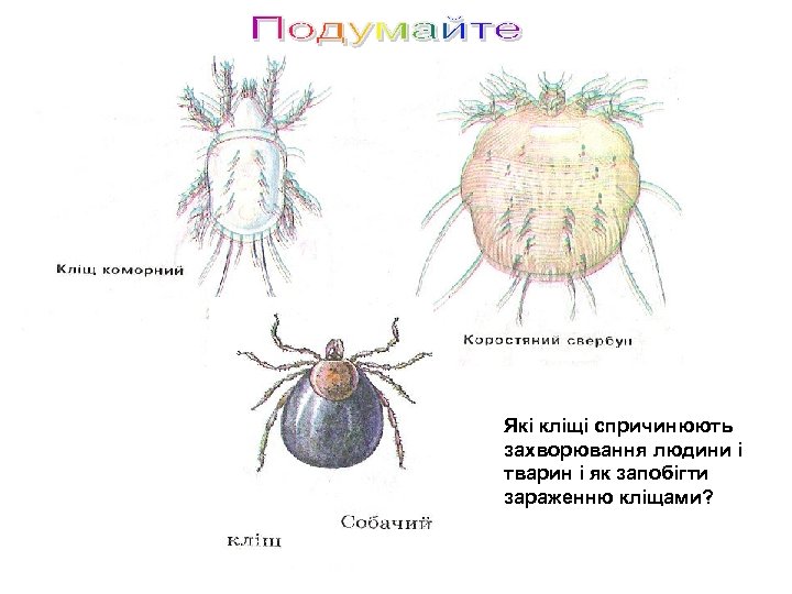 Які кліщі спричинюють захворювання людини і тварин і як запобігти зараженню кліщами? 
