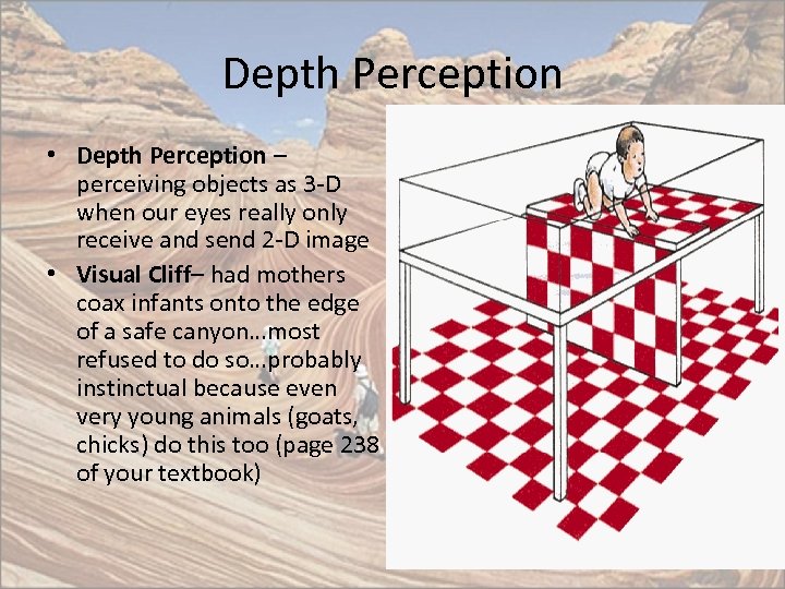 Depth Perception • Depth Perception – perceiving objects as 3 -D when our eyes