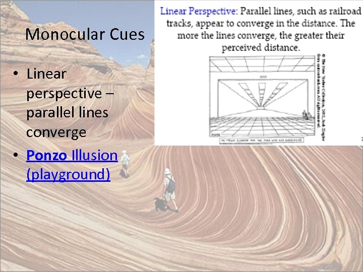 Monocular Cues • Linear perspective – parallel lines converge • Ponzo Illusion (playground) 