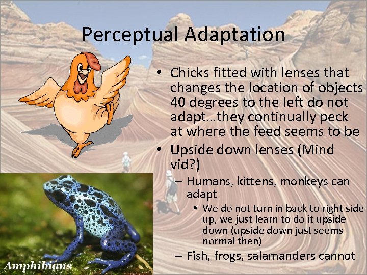 Perceptual Adaptation • Chicks fitted with lenses that changes the location of objects 40