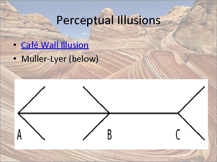 Perceptual Illusions • Café Wall Illusion • Muller-Lyer (below) 