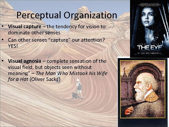 Perceptual Organization • Visual capture – the tendency for vision to dominate other senses
