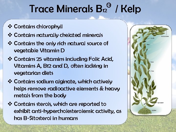 Trace Minerals B 12 / Kelp TM v Contains chlorophyll v Contains naturally chelated