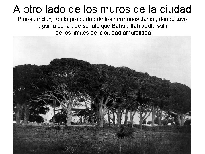 A otro lado de los muros de la ciudad Pinos de Bahjí en la