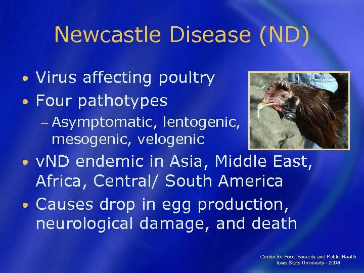 Newcastle Disease (ND) Virus affecting poultry • Four pathotypes • − Asymptomatic, lentogenic, mesogenic,