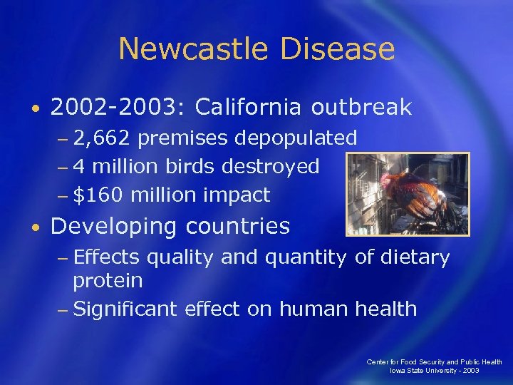 Newcastle Disease • 2002 -2003: California outbreak − 2, 662 premises depopulated − 4