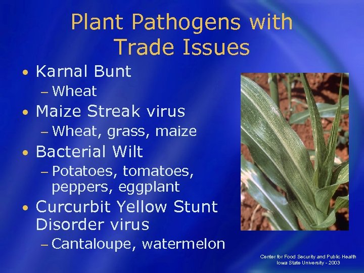 Plant Pathogens with Trade Issues • Karnal Bunt − Wheat • Maize Streak virus