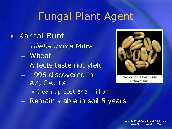 Fungal Plant Agent • Karnal Bunt Tilletia indica Mitra − Wheat − Affects taste