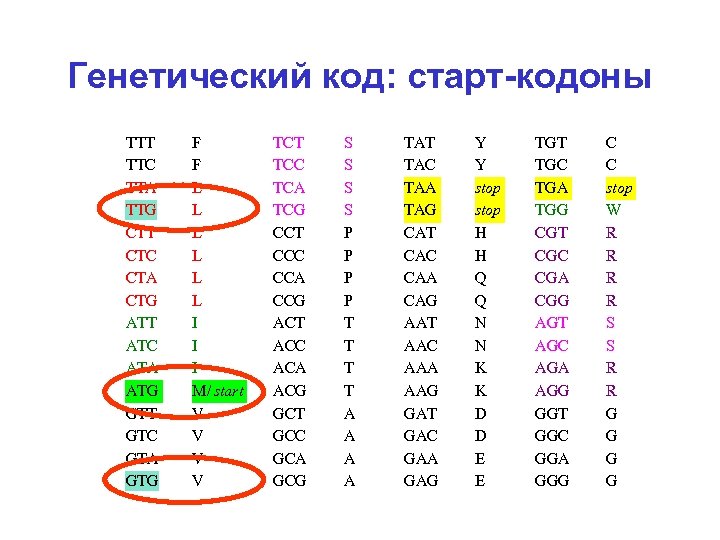 Генетический код: старт-кодоны TTT TTC TTA TTG CTT CTC CTA CTG ATT ATC ATA