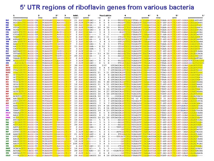 5’ UTR regions of riboflavin genes from various bacteria 