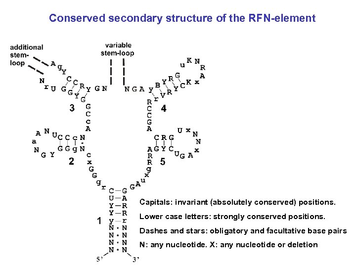 Conserved secondary structure of the RFN-element Capitals: invariant (absolutely conserved) positions. Lower case letters: