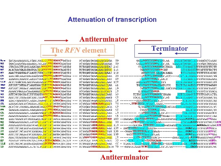 Attenuation of transcription Antiterminator The RFN element Antiterminator Terminator 