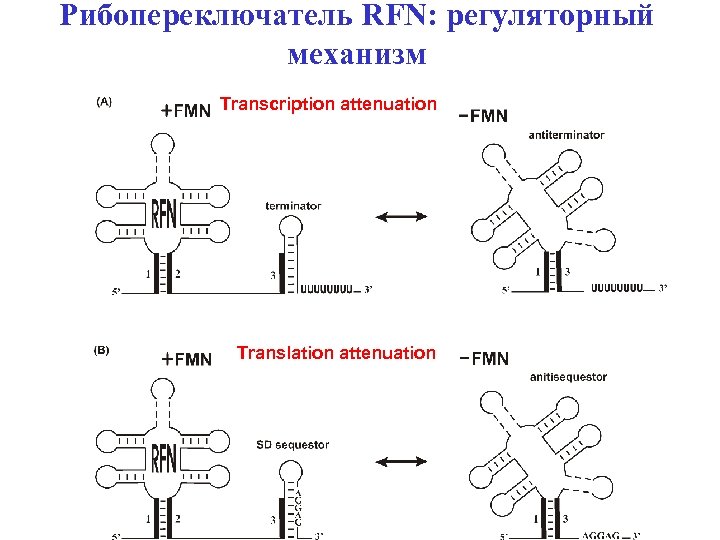 Рибопереключатель RFN: регуляторный механизм Transcription attenuation Translation attenuation 