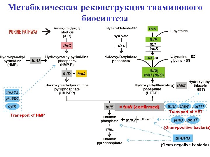 Метаболическая реконструкция тиаминового биосинтеза = thi. N (confirmed) Transport of HMP Transport of HET