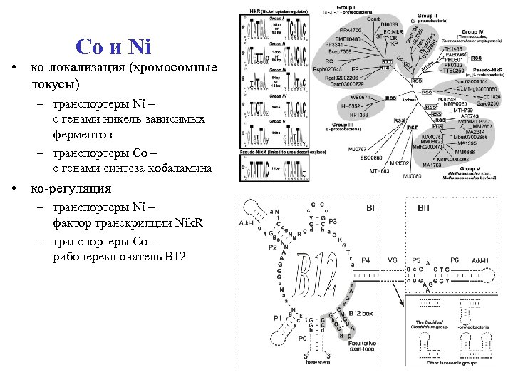 Co и Ni • ко-локализация (хромосомные локусы) – транспортеры Ni – с генами никель-зависимых