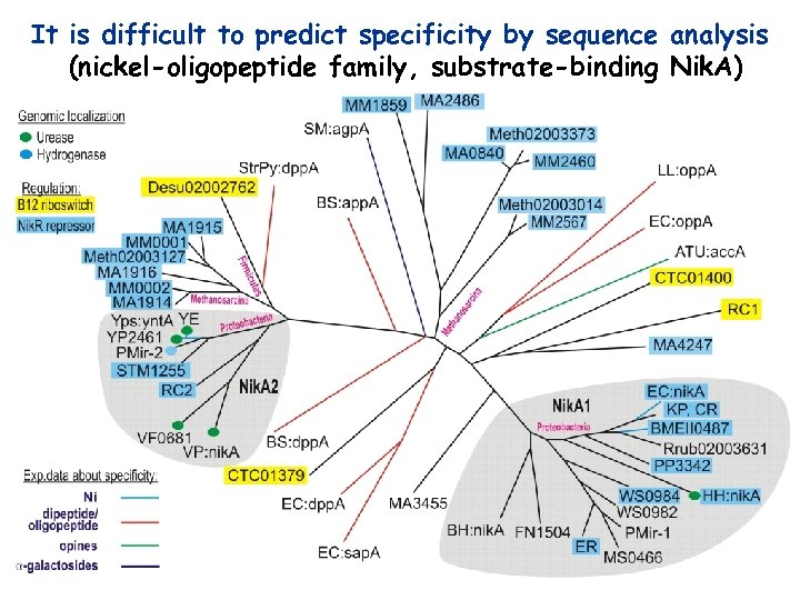 It is difficult to predict specificity by sequence analysis (nickel-oligopeptide family, substrate-binding Nik. A)