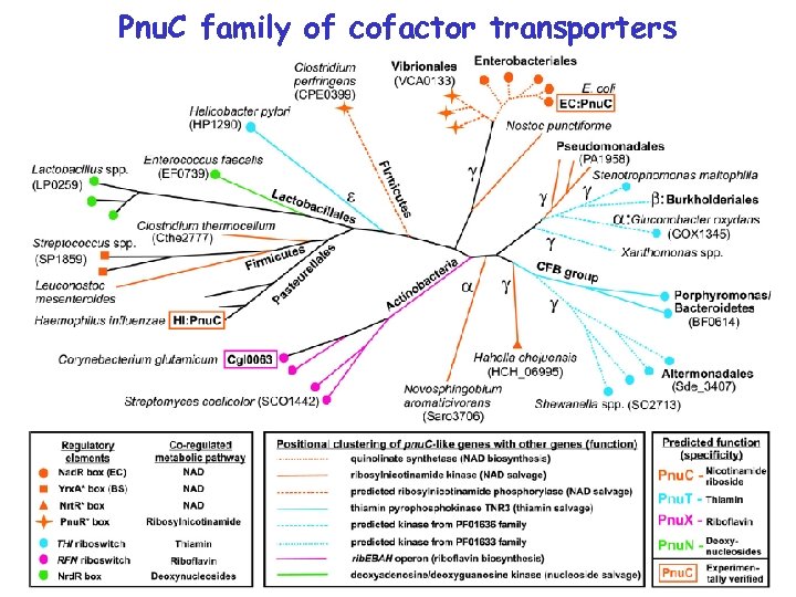 Pnu. C family of cofactor transporters 