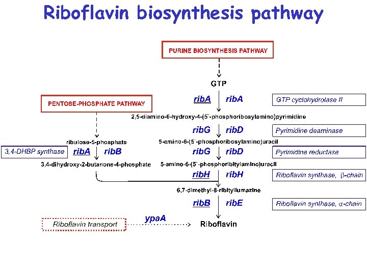 Riboflavin biosynthesis pathway 