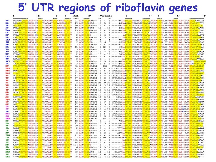 5’ UTR regions of riboflavin genes 