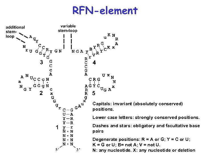 RFN-element Capitals: invariant (absolutely conserved) positions. Lower case letters: strongly conserved positions. Dashes and