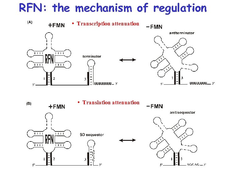 RFN: the mechanism of regulation • Transcription attenuation • Translation attenuation 