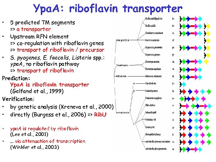 Ypa. A: riboflavin transporter • 5 predicted TM segments => a transporter • Upstream
