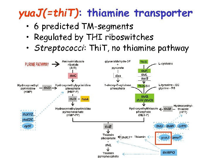yua. J(=thi. T): thiamine transporter • 6 predicted TM-segments • Regulated by THI riboswitches