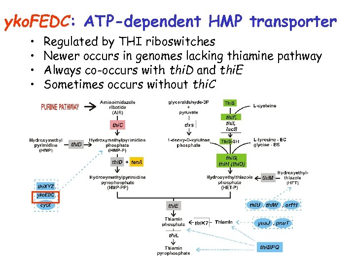 yko. FEDC: ATP-dependent HMP transporter • • Regulated by THI riboswitches Newer occurs in