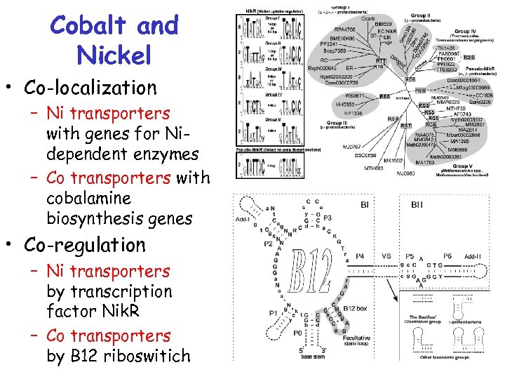 Cobalt and Nickel • Co-localization – Ni transporters with genes for Nidependent enzymes –