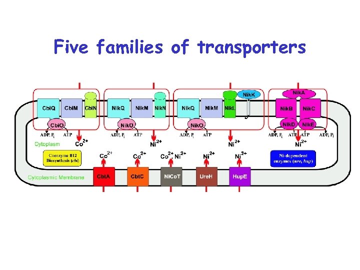 Five families of transporters 