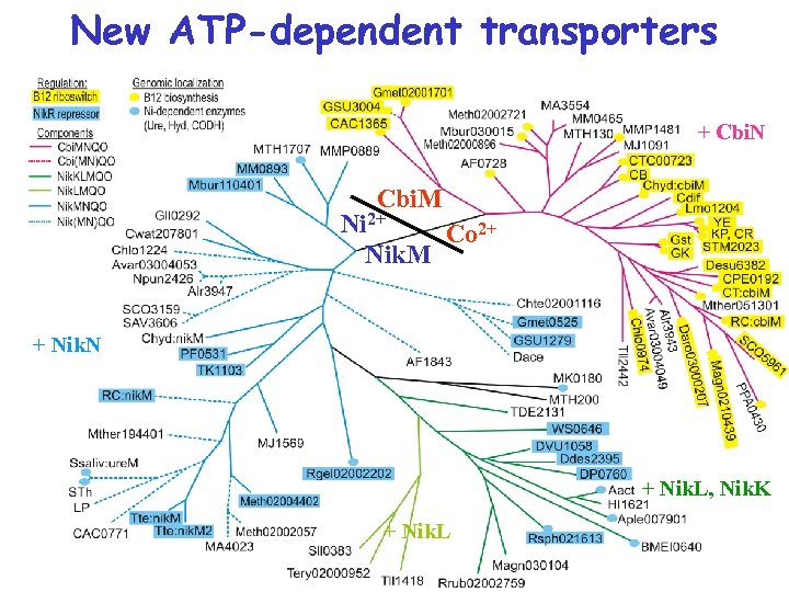 New ATP-dependent transporters + Cbi. N Cbi. M Ni 2+ Co 2+ Nik. M