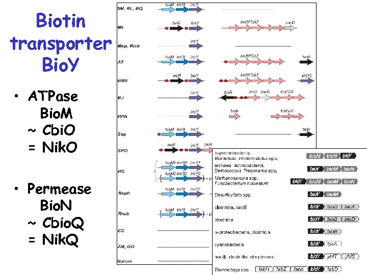 Biotin transporter Bio. Y • ATPase Bio. M ~ Cbi. O = Nik. O