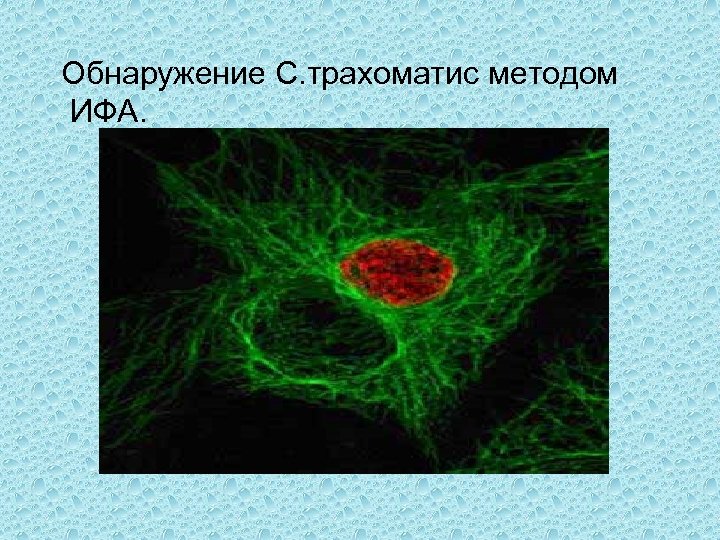  Обнаружение С. трахоматис методом ИФА. 