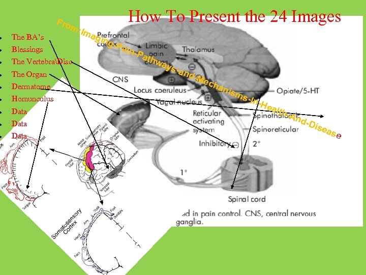 Fro m: I The BA’s Blessings The VertebraDisc The Organ Dermatome Homunculus Data How