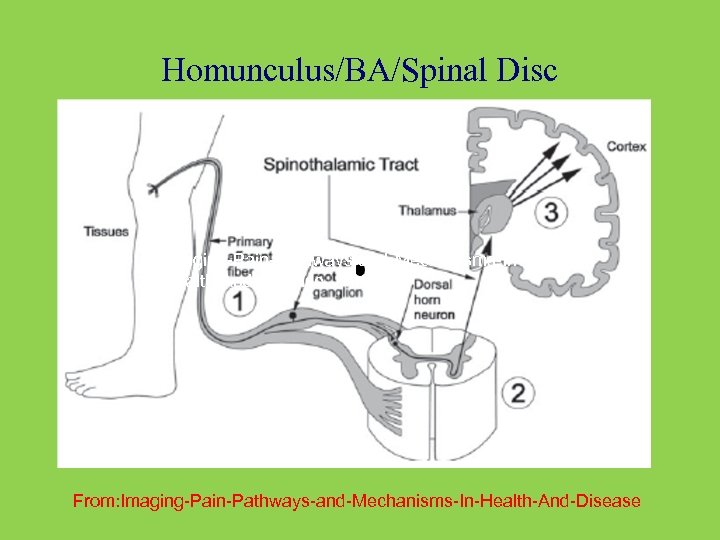 Homunculus/BA/Spinal Disc Imaging-Pain-Pathways-and-Mechanisms-In. Health-And-Disease From: Imaging-Pain-Pathways-and-Mechanisms-In-Health-And-Disease 