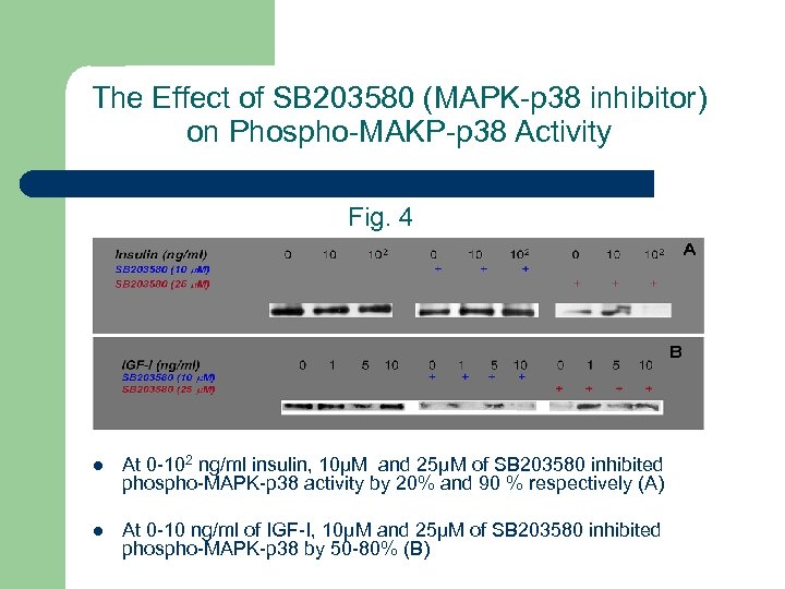 The Effect of SB 203580 (MAPK-p 38 inhibitor) on Phospho-MAKP-p 38 Activity Fig. 4