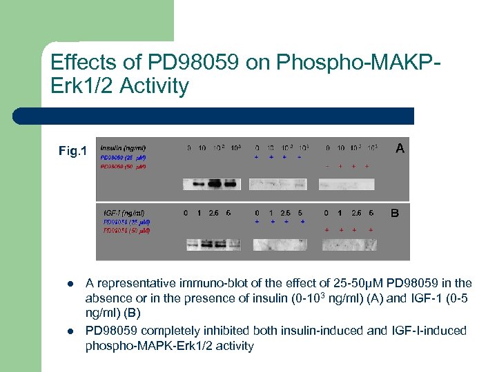 Effects of PD 98059 on Phospho-MAKPErk 1/2 Activity Fig. 1 l l A representative