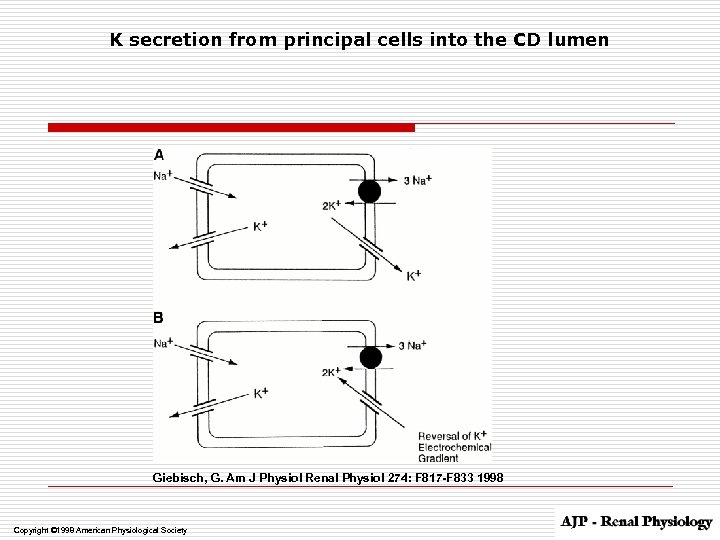 K secretion from principal cells into the CD lumen Giebisch, G. Am J Physiol